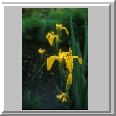 Yellow Flag, Strumpshaw
