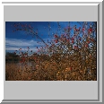 Berries, Horsey Mere

