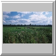 Gillingham Marshes
