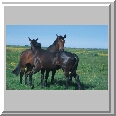 Horses, Halvergate
