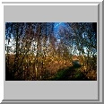 Footpath, Horsey Mere
