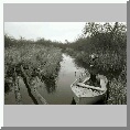 Phyllis Ellis, Wheatfen
