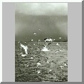Seagulls on Breydon Water
